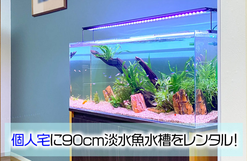 リビングの90cm淡水魚水槽！個人宅様に水槽レンタル 水槽画像１