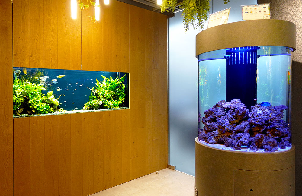 壁埋め込み型水槽と円柱型海水魚水槽が並ぶ室内空間