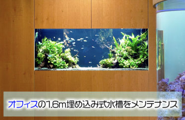オフィスの1.6m埋め込み式水槽をメンテナンス！その後の様子