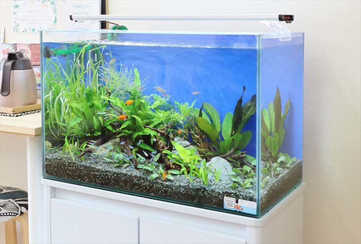 青い背景に水草と小型魚が泳ぐフレームレス水槽