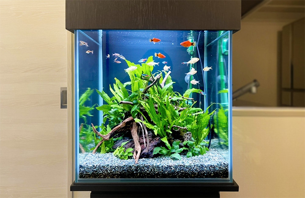 水草と流木を配置した水槽を泳ぐ小型熱帯魚の群れ
