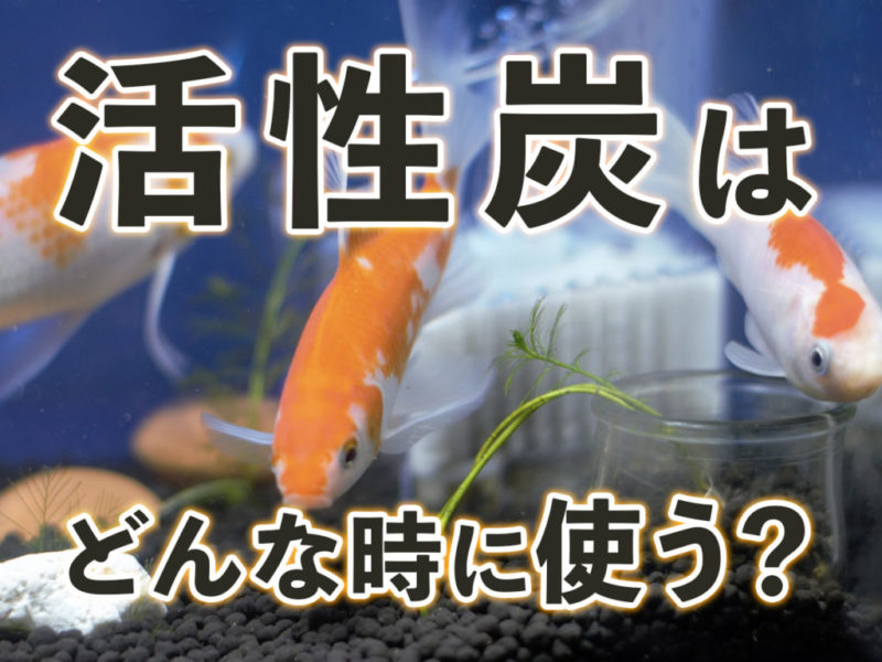 活性炭はどんな時に使う？の文字と泳ぐ金魚の画像