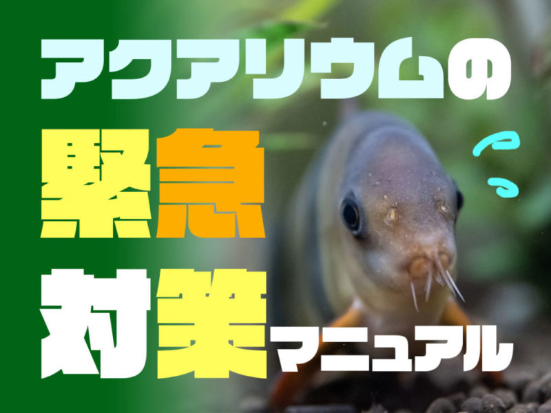 アクアリウムの緊急対策マニュアルの文字と魚の画像