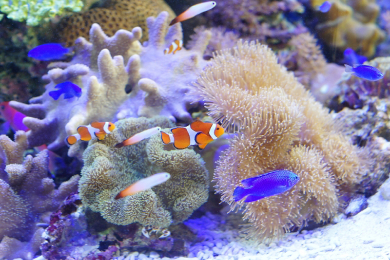 サンゴ礁を泳ぐクマノミやスズメダイ等の海水魚群