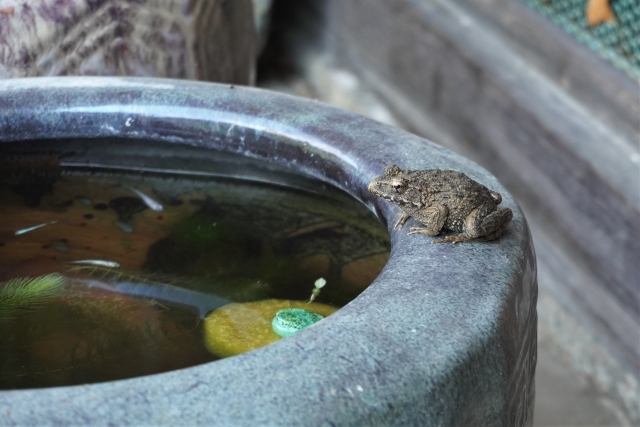 睡蓮鉢の縁に止まるカエルと水中のメダカと水草の風景