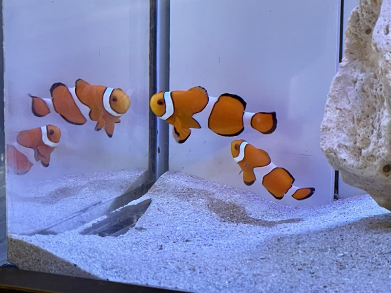 サンゴ砂の水槽を泳ぐ2匹のカクレクマノミ