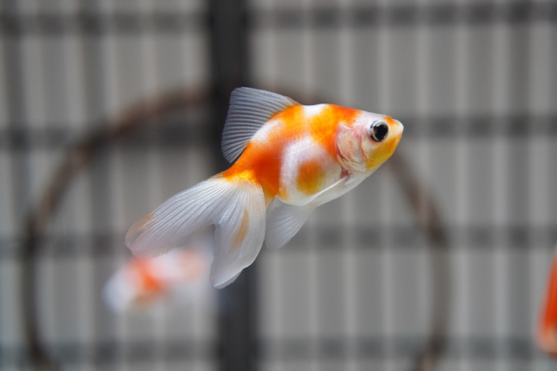 赤と白の模様がある琉金型の金魚