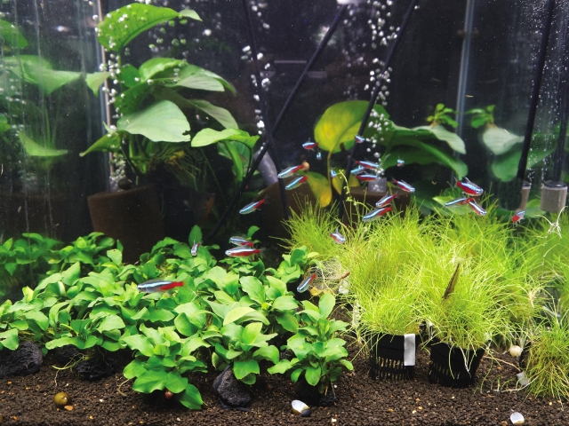 ネオンテトラの仲間と水草が植えられた水槽内景