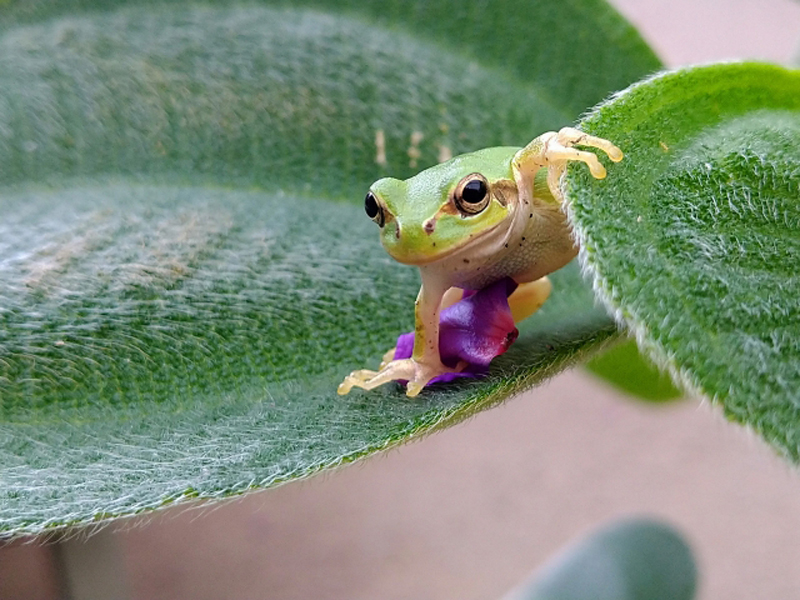 緑色の葉の上に乗る小さなアマガエルと紫色の花弁