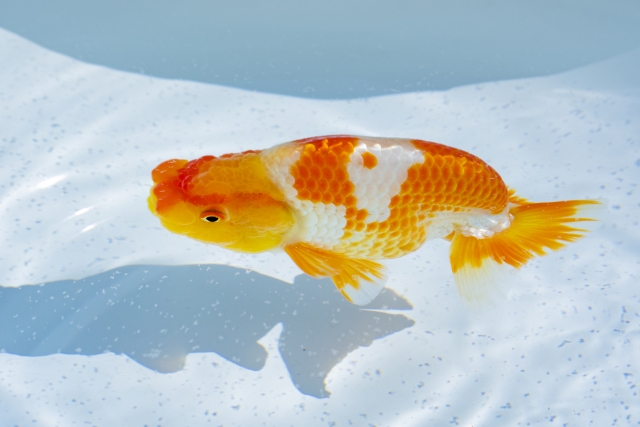 白い容器の中を泳ぐ赤白模様の金魚の真上からの写真