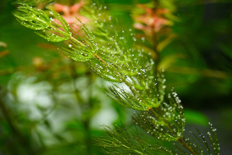 気泡を付けた緑色の水草と背景の赤い水草
