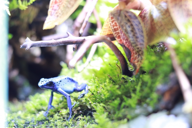 苔の上にいる青いカエルとテラリウム内の植物