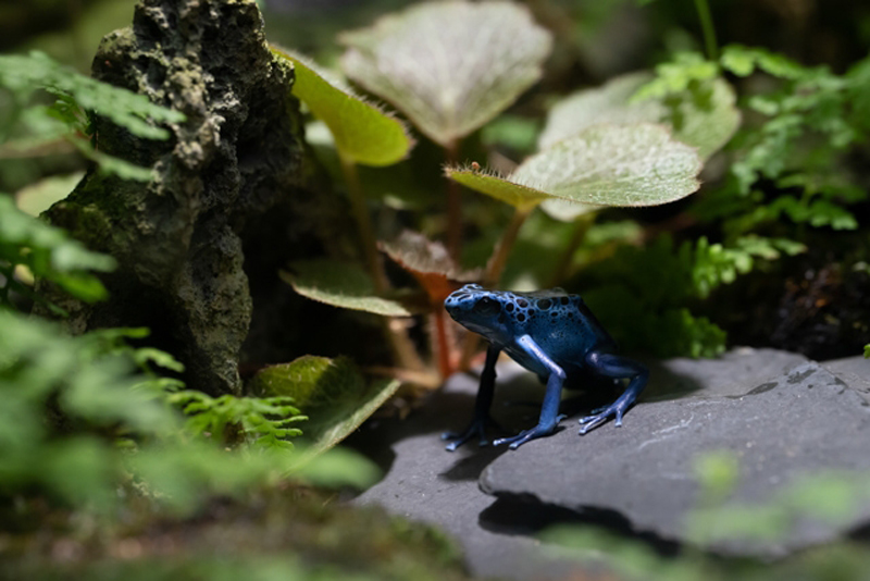 岩の上の青いカエルと周囲に生い茂る植物や苔のテラリウム