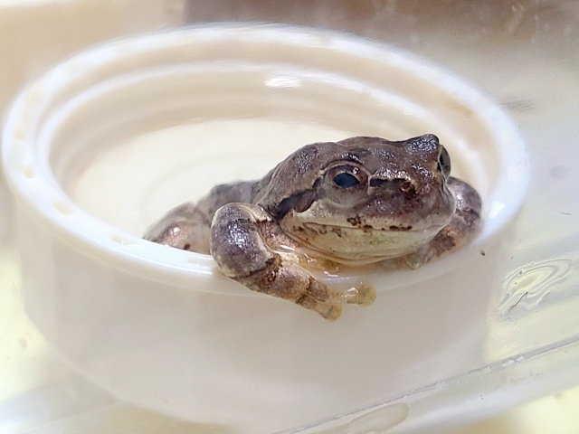 白いプラスチック容器の縁に手をかける茶色のカエル