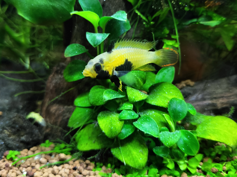 アヌビアス類の上を泳ぐ黄色い熱帯魚と水草水槽の景観