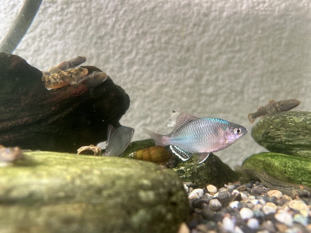 石や流木が置かれた水槽内を泳ぐタナゴと底生魚の仲間