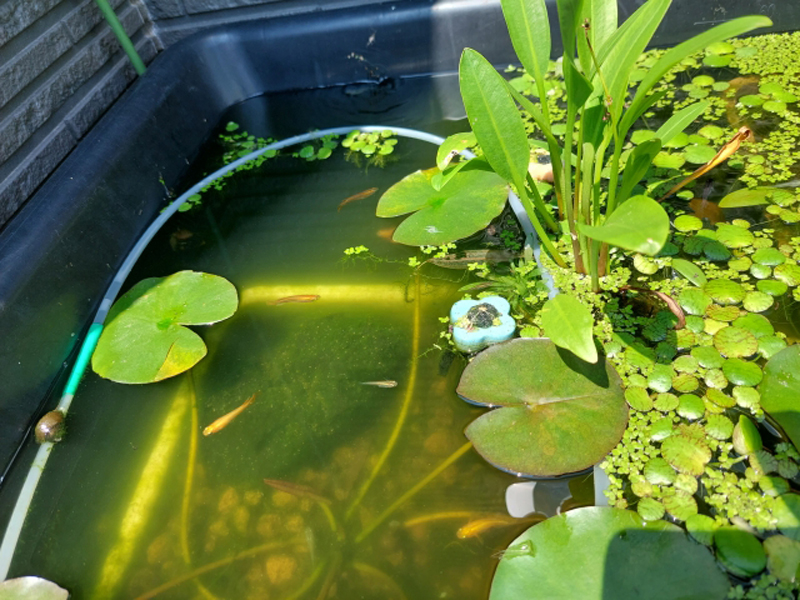 水生植物が茂る屋外飼育容器を泳ぐメダカの群れ
