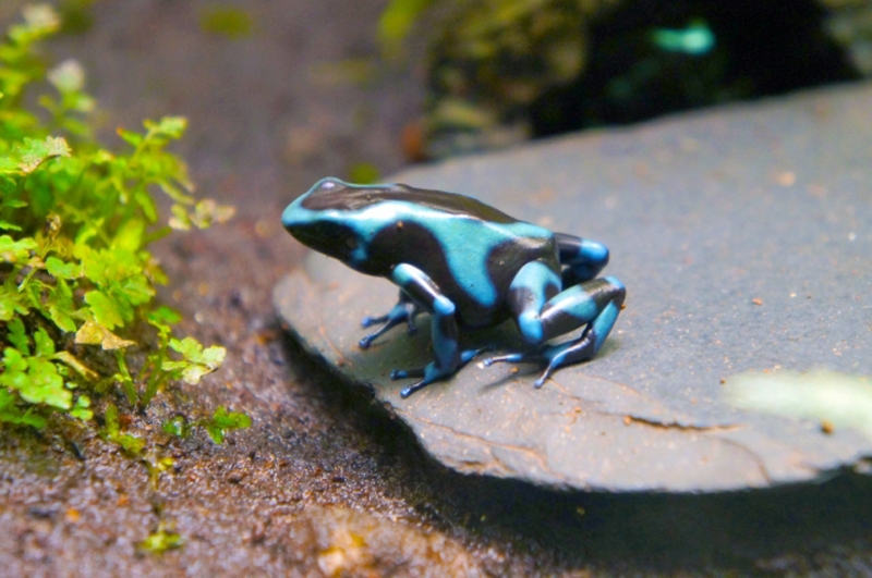 石の上に座る青と黒の模様のヤドクガエルと水草の風景