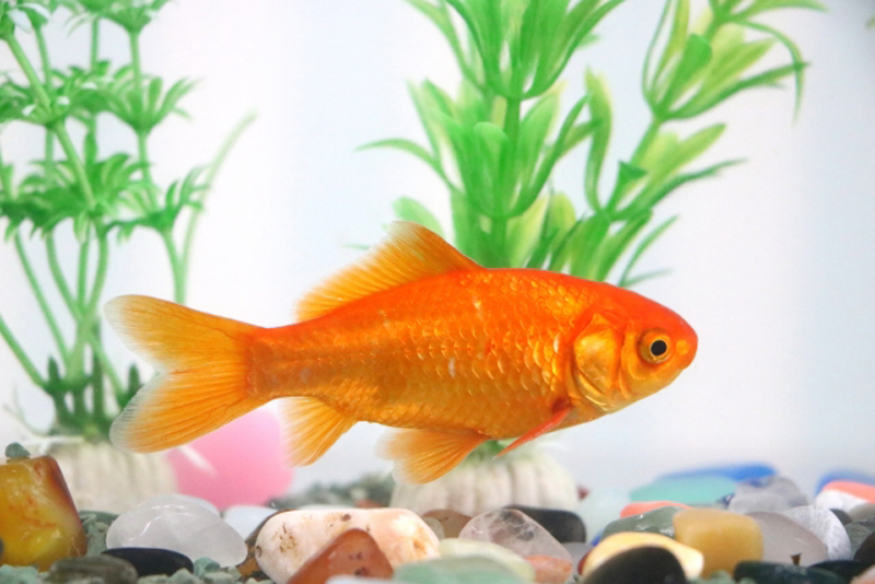 水槽内を泳ぐ金魚と人工水草や色付きの砂利の風景