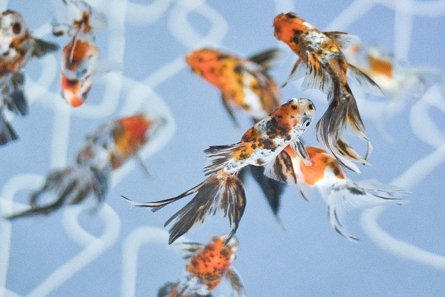 水色の背景を泳ぐ三色模様の金魚の群れ