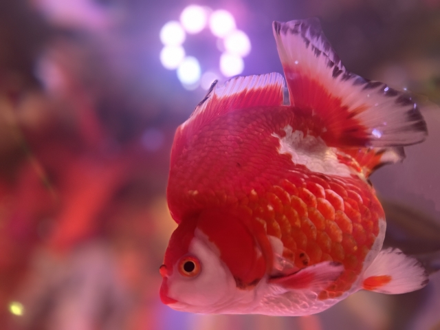 紫の照明の下を泳ぐ赤と白の丸い体型の金魚