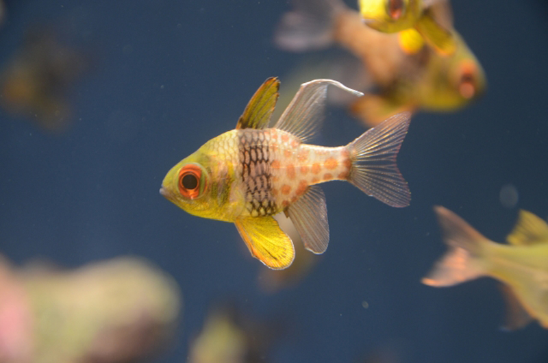 黄色い体色と黒い帯模様が特徴的な熱帯魚の群れ