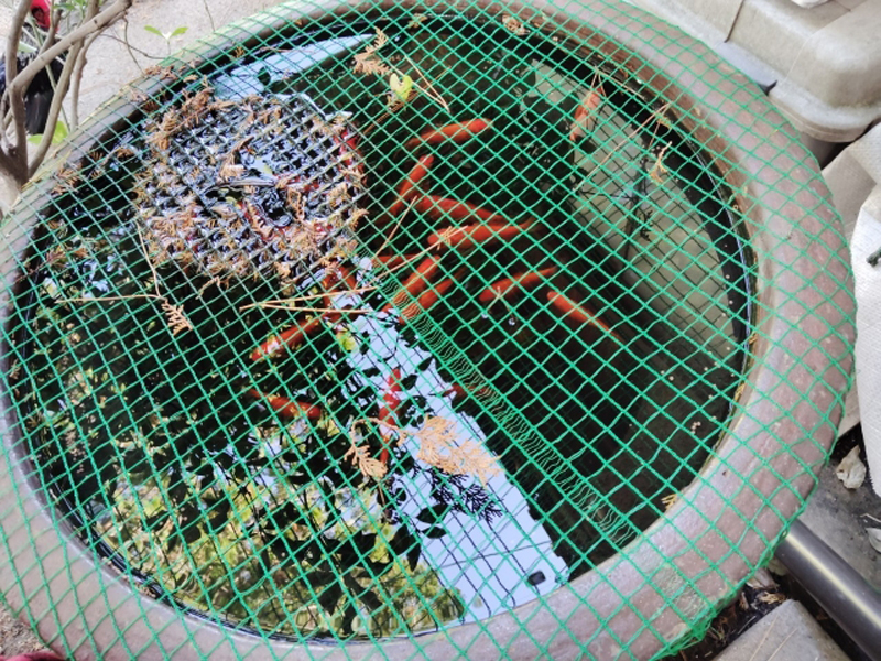 緑のネットで覆われた睡蓮鉢を泳ぐ赤い金魚の群れ