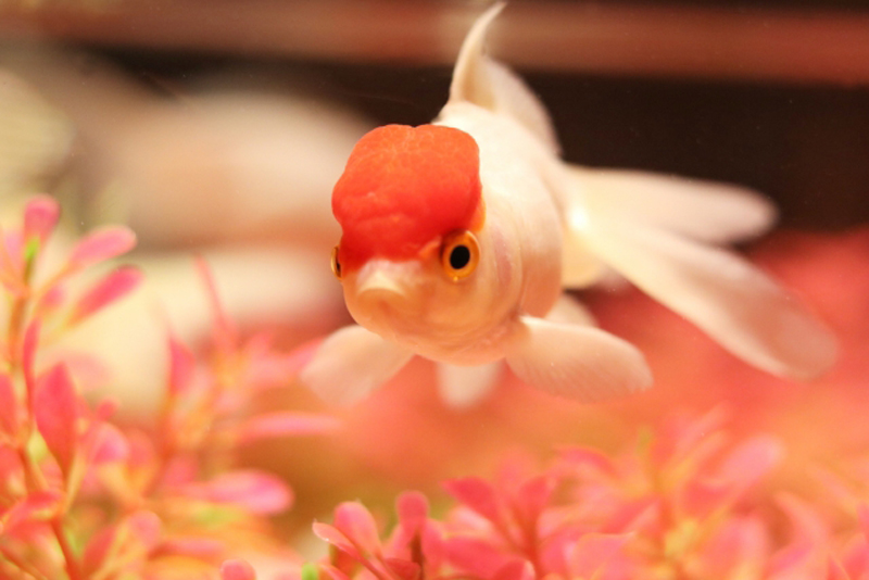 赤い肉瘤がある白い金魚とピンク色の水草のレイアウト水槽
