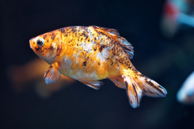 黒とオレンジの斑点模様がある金魚の横顔