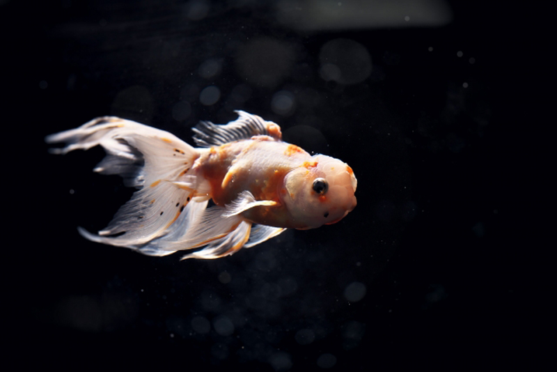 暗い背景を泳ぐ白と赤の斑模様がある金魚
