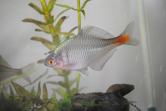 水草の前を泳ぐ尾びれの赤いタナゴの仲間と流木
