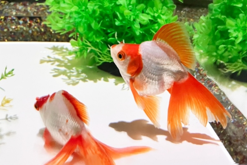 白と赤の金魚と緑の人工水草