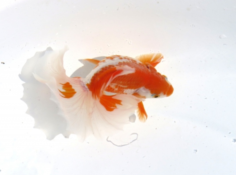 オレンジと白の金魚の優雅な姿