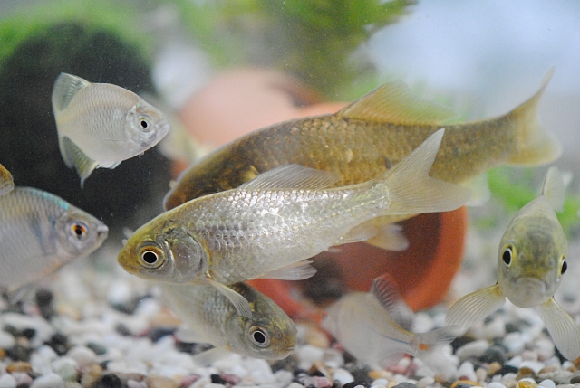 水槽内を泳ぐフナやタナゴなどの日本淡水魚の群れ