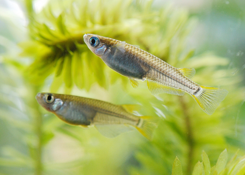 水草の間を泳ぐ2匹のメダカと背景の緑色の水草