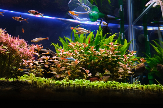 水草が茂る水槽内を泳ぐネオンテトラの仲間と小型熱帯魚