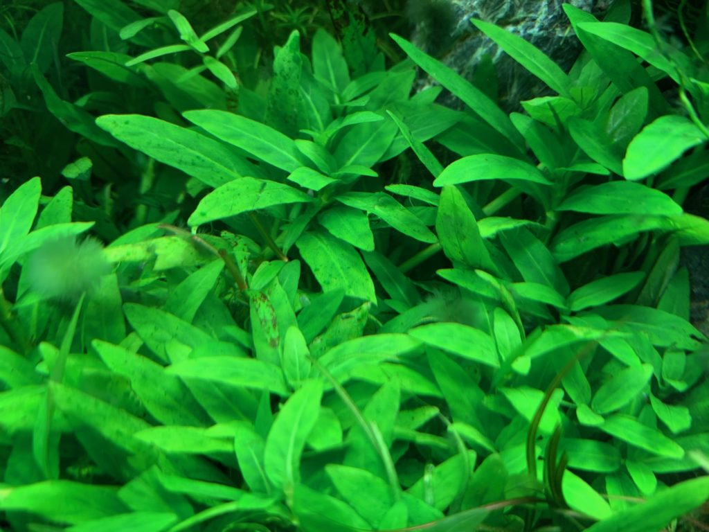 水槽内に群生する鮮やかな緑色の水草の葉