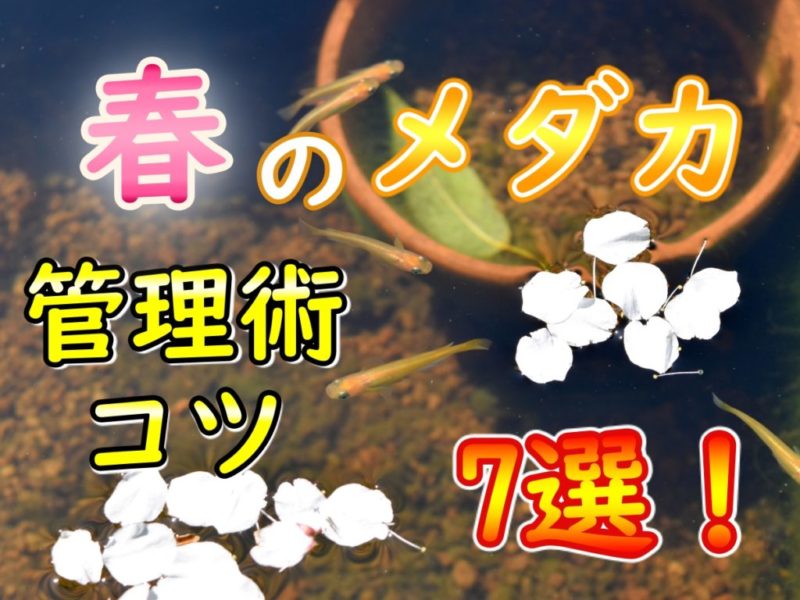 春のメダカ管理術コツ7選の見出し画像