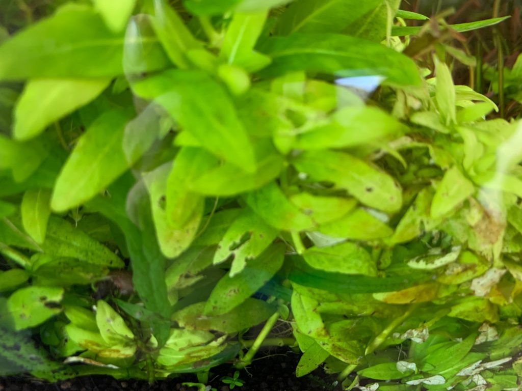 穴の開いた葉や食害跡がある水槽内の水草の群生