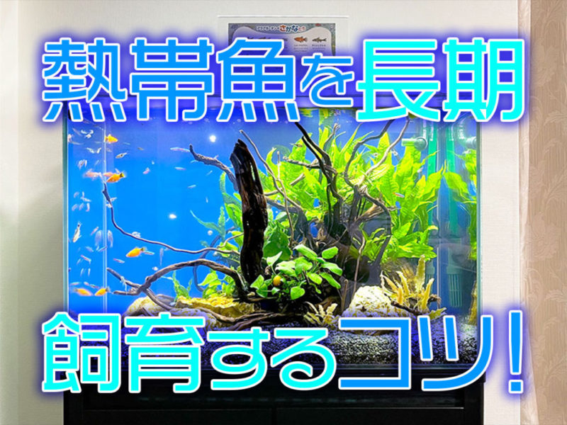 熱帯魚を長期飼育するコツの文字が入った水槽画像