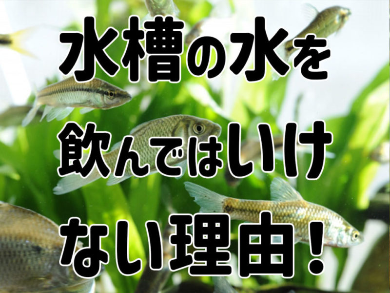 水槽の水を飲んではいけない理由の見出し画像