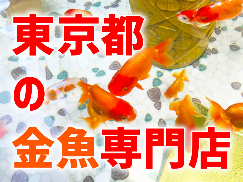 東京都の金魚専門店10選！都内で良質な金魚を購入できるショップのサムネイル画像