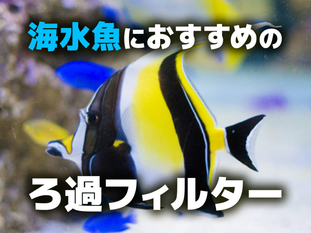 海水魚のろ過フィルターとは！水槽サイズ別おすすめタイプも紹介しますのサムネイル画像