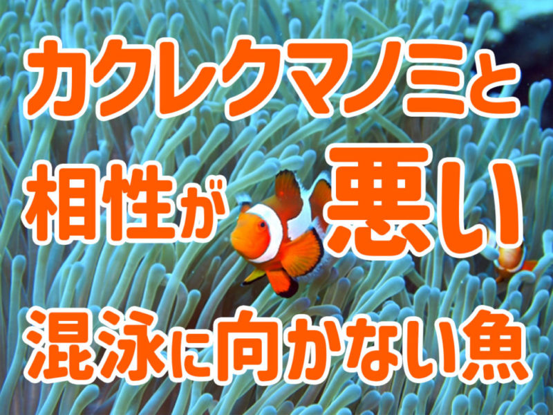 カクレクマノミと相性が悪い混泳に向かない魚の見出し画像
