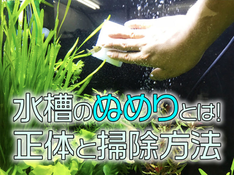 水槽のぬめりの正体と掃除方法の見出し画像