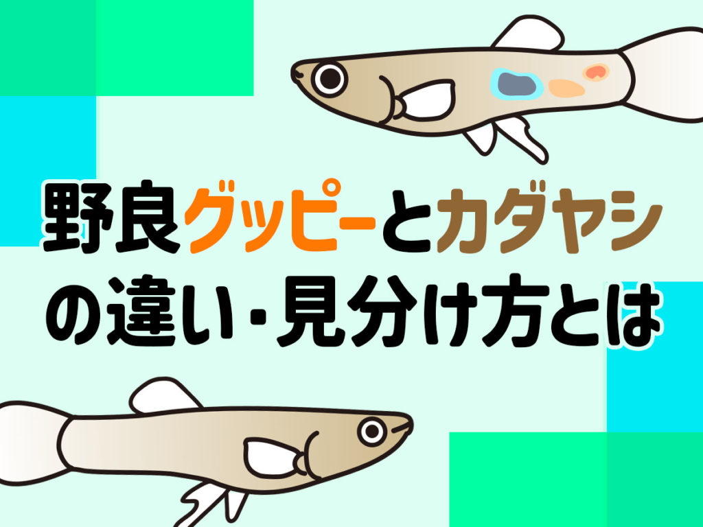 野良グッピーとカダヤシの違いとは!混合しないための確認方法と採集の注意点のサムネイル画像