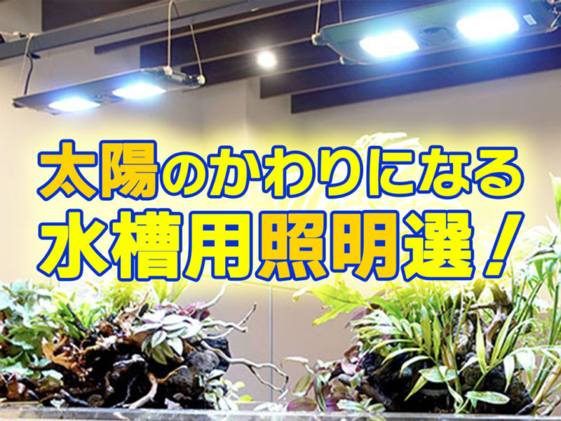 太陽のかわりになる水槽用照明選の見出し画像