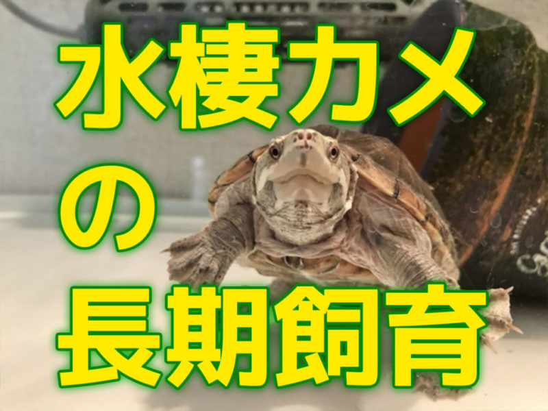 水棲カメの長期飼育の文字と正面を向くカメの見出し画像