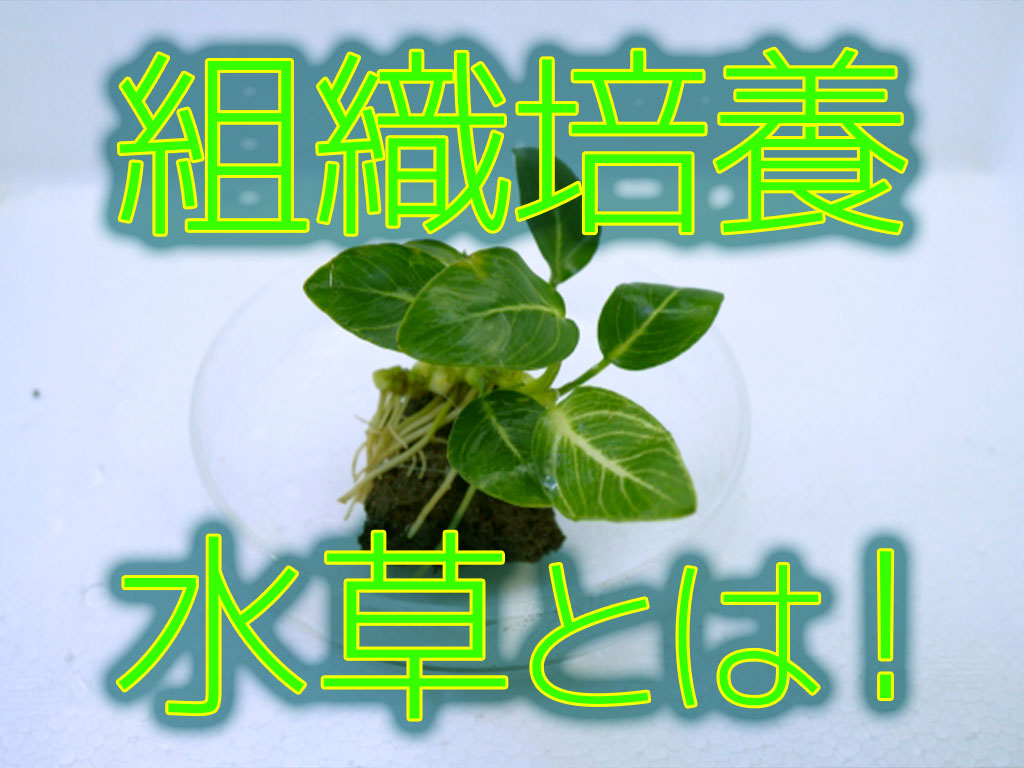 組織培養水草とは！無農薬・安全な培養水草のメリットやおすすめメーカーのサムネイル画像