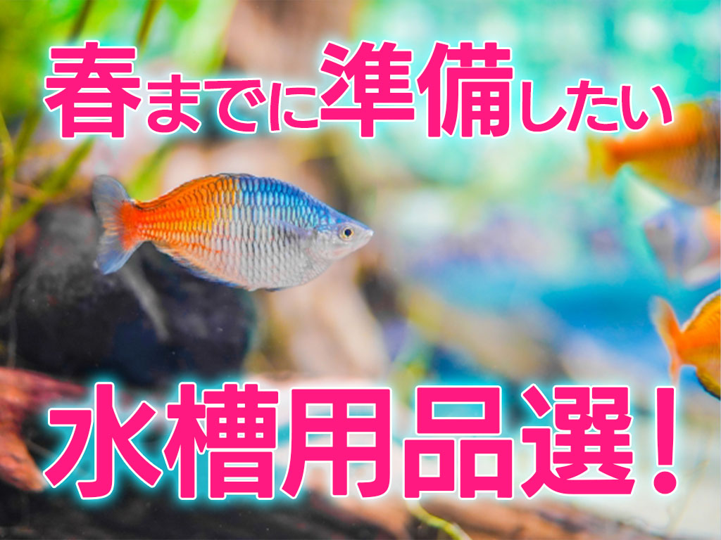 春までに買いたい水槽用品10選!メダカや熱帯魚の飼育用品を準備しようのサムネイル画像